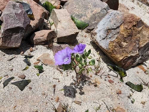Nolana chapiensis