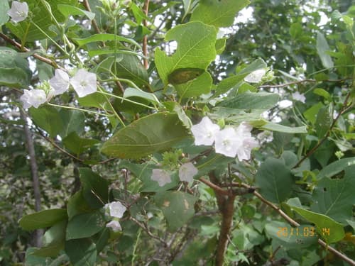 Jacquemontia parviflora
