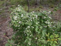 Smallflower Jacquemontia