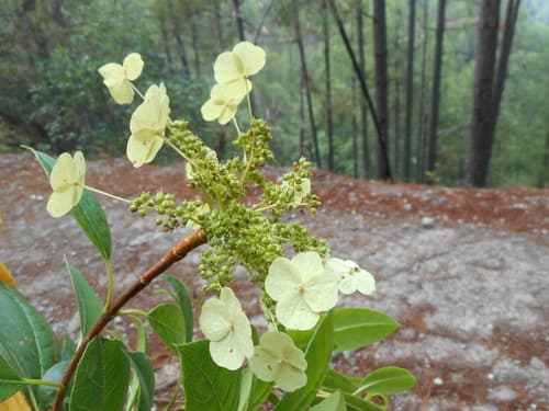 Hydrangea seemannii