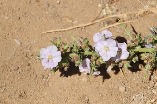 Convolvulus hystrix