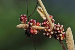 Cuscuta globulosa