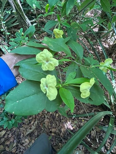 Bolivian Brunfelsia
