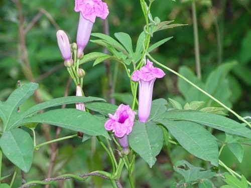 Forest Morning Glory