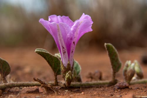 Ipomoea fulvicaulis