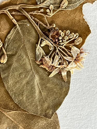 Berenghenas halomtano