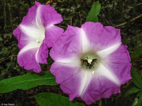 Ipomoea burchellii