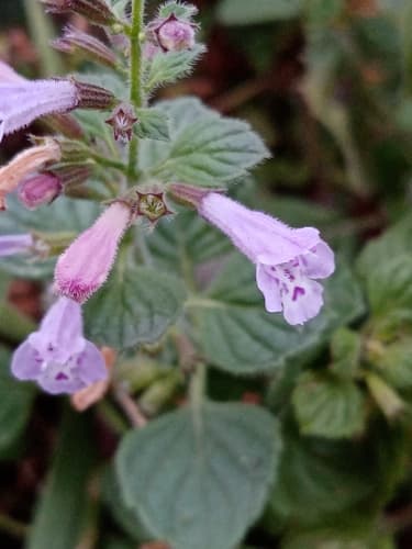 Lesser Calamint