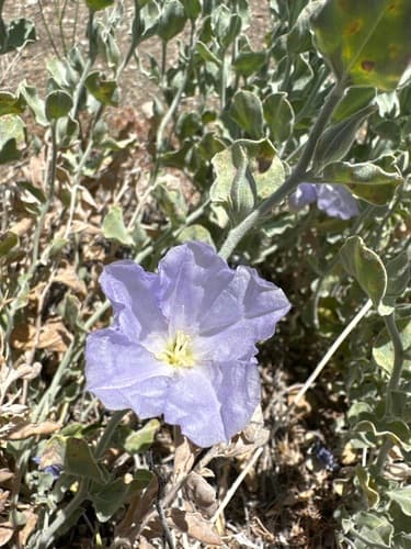 Bigpod Lady's Nightcap