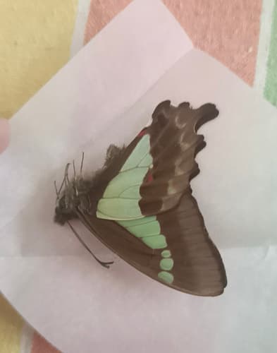 Graphium sandawanum