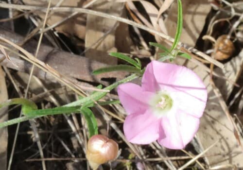 Convolvulus wimmerensis