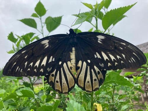 Queen Alexandra's Birdwing
