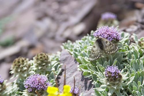 Parnassius boedromius