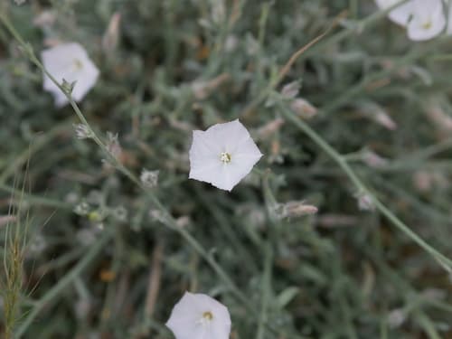 Prostrate Bindweed