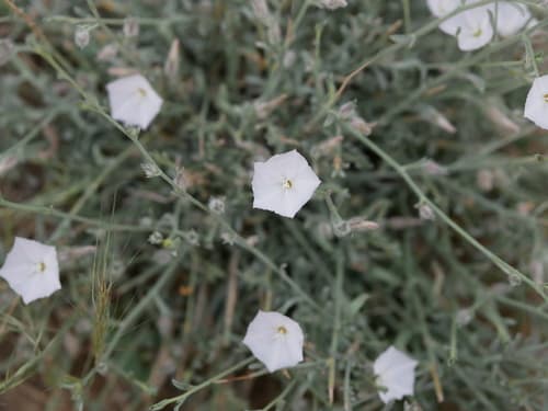 Prostrate Bindweed