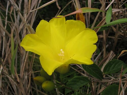 Beautiful Morning Glory