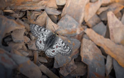 Parnassius labeyriei