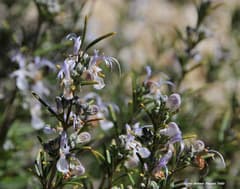 Rosemary