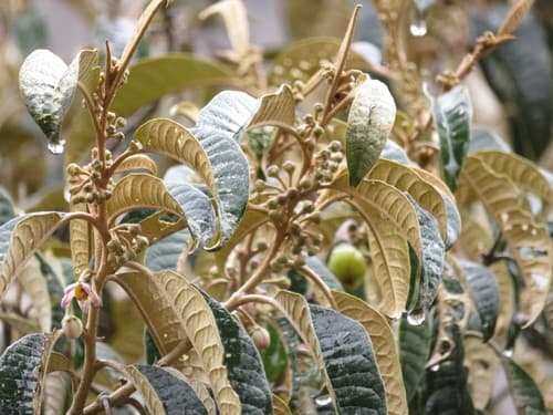 Solanum ochrophyllum