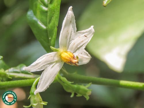 Solanum asterophorum
