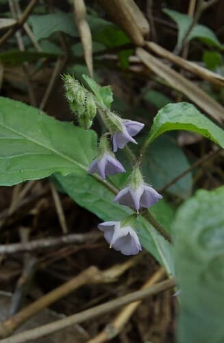 Heteranthia decipiens