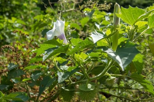 Datura kymatocarpa