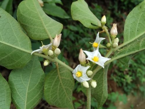 Lycianthes sideroxyloides