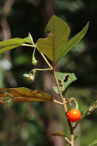 Solanum discolor