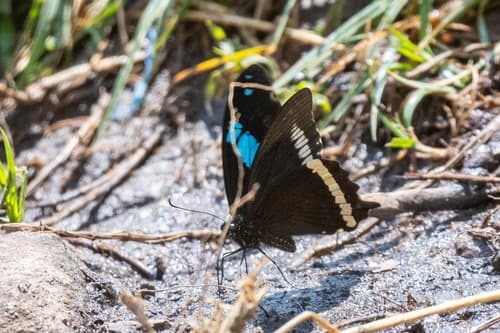 Desmond’s Green-banded Swallowtail
