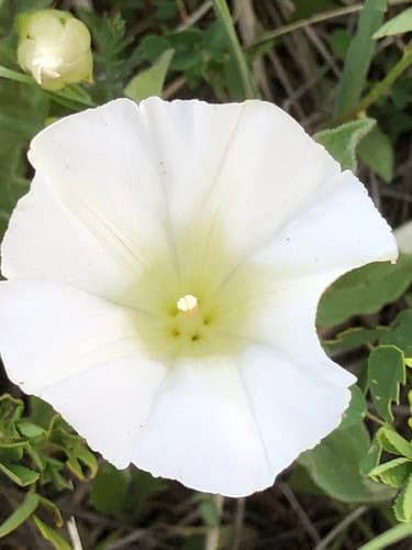 Macoun's Bindweed