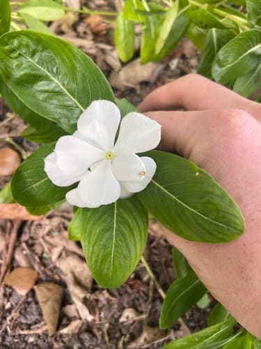 Madagascar Periwinkle