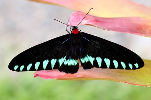 Palawan birdwing