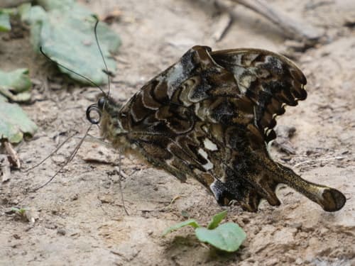 Cream-banded Swallowtail