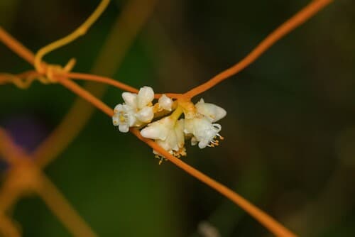 Cuscuta cotijana