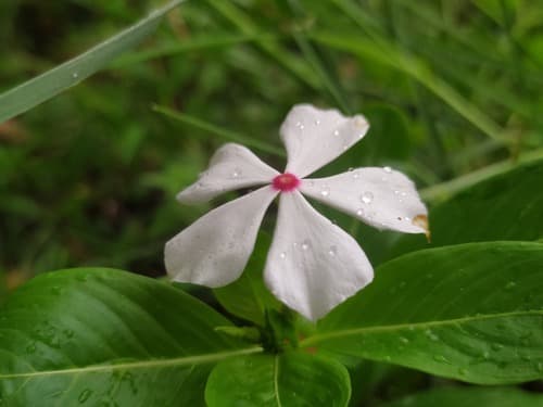 Madagascar Periwinkle