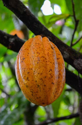 Cacao