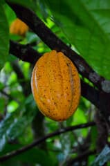 Cacao