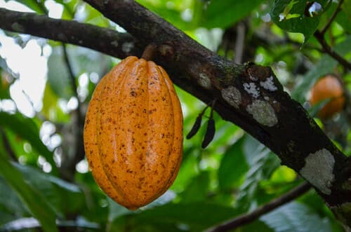 Cacao