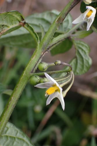 Solanum antisuyo