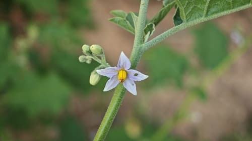 Solanum deflexicarpum