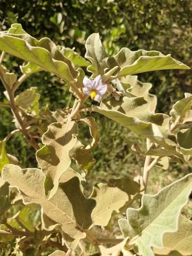 Solanum aureitomentosum