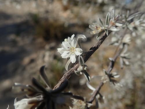 Hildebrandtia promontorii