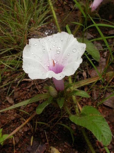 Ipomoea argentaurata