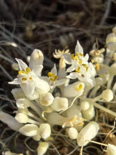Cuscuta polyanthemos