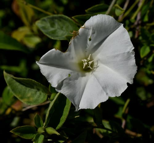 Bonamia dietrichiana