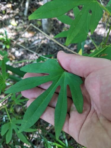 Forest Morning Glory