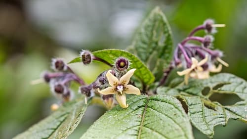 Witheringia maculata