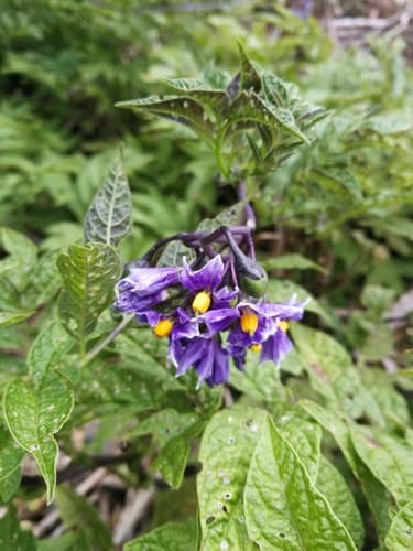 Solanum fernandezianum