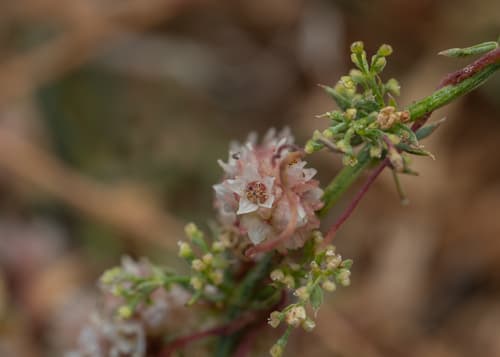 Globose Dodder