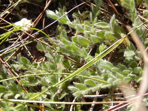 Grisebach's Dwarf Morning-glory